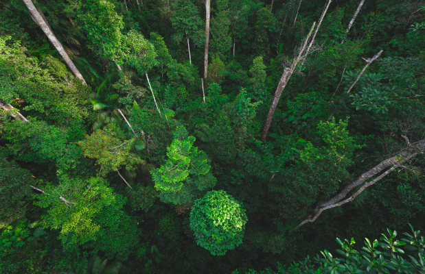 nature